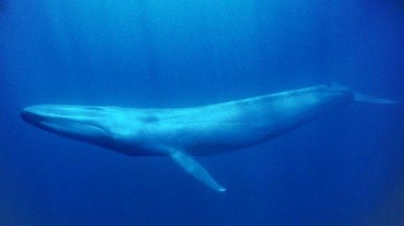 鲸须是怎么诞生的？