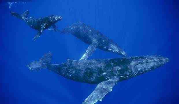 鲸须是怎么诞生的？