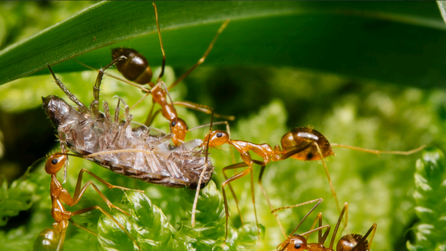 印度出现的黄色蚂蚁，爬过皮肤就引发水泡，它居然是红火蚁克星？