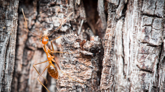 印度出现的黄色蚂蚁，爬过皮肤就引发水泡，它居然是红火蚁克星？