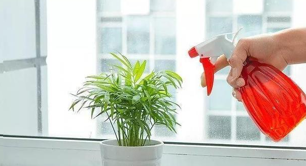 用完的蚊香不要扔，兑点水来浇花，效果比肥料都好