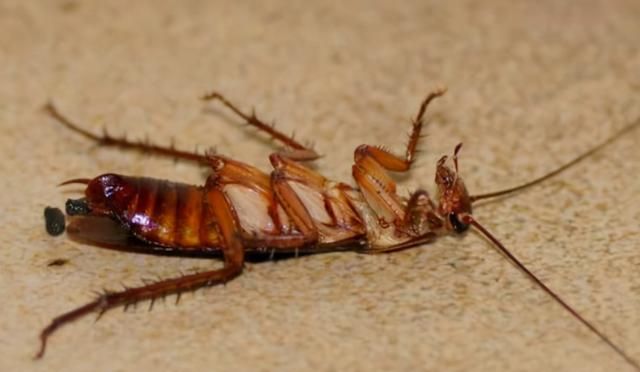 蟑螂为何被称为“打不死的小强”？原因有3，可别说，还真有道理
