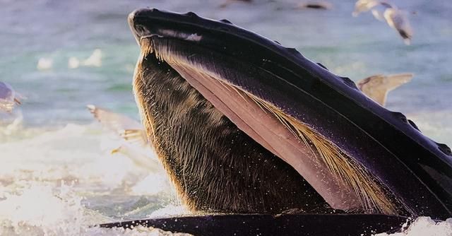 独具魅力的鲸，在《奇怪的律师禹英雨》中出现了哪些鲸