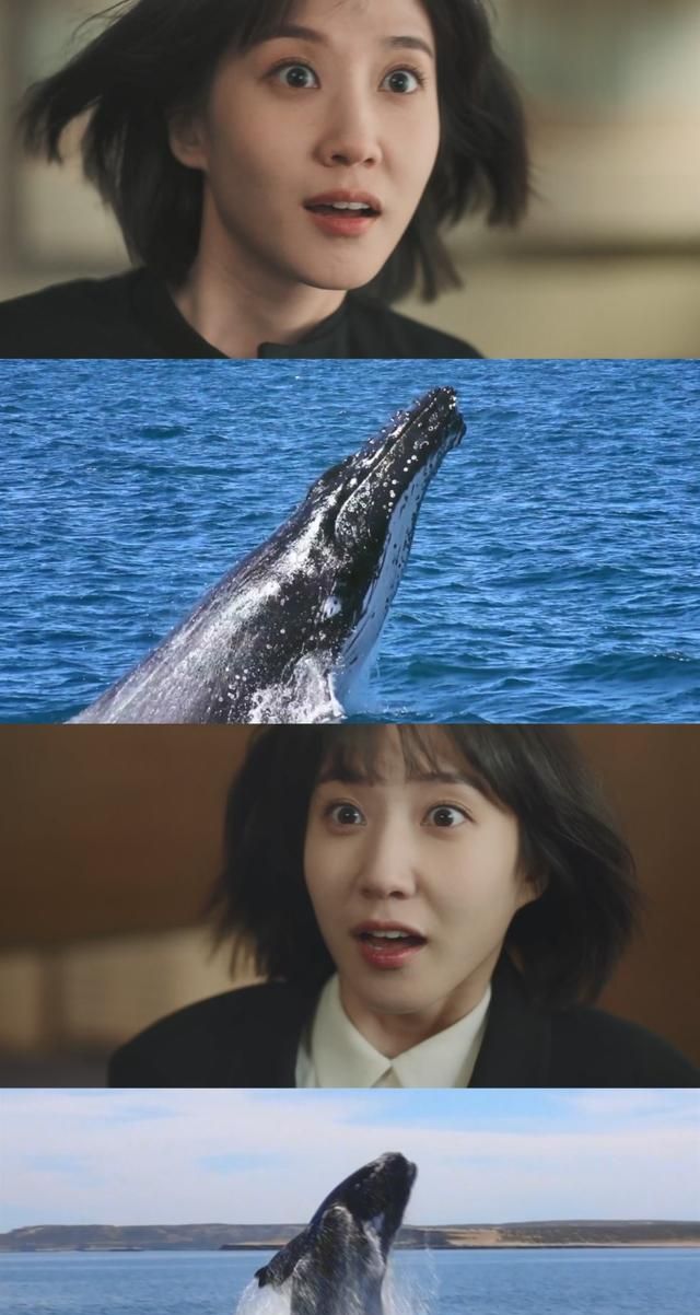 独具魅力的鲸，在《奇怪的律师禹英雨》中出现了哪些鲸