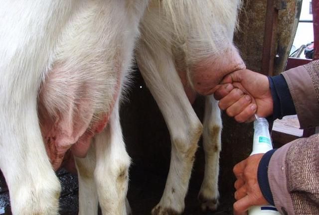 「科普」现挤羊奶，到底能不能喝？
