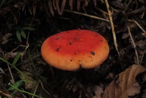红蘑菇可以食用
