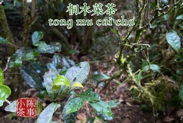 大红袍不是红茶，金骏眉不是乌龙茶，两种茶的区别，你真的懂吗？