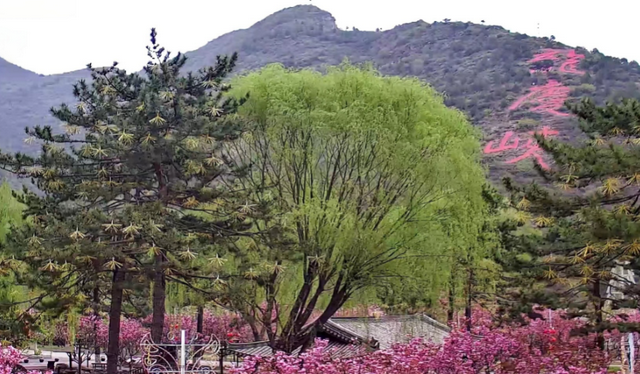 “花”样五一来了！就在延庆龙庆峡和玉渡山！