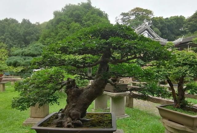 四大园林—虎丘，每次重游都是不同感受