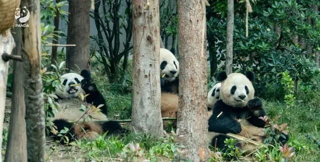 成都大熊猫繁育研究基地：避开人群就从西门进！观熊记得预约
