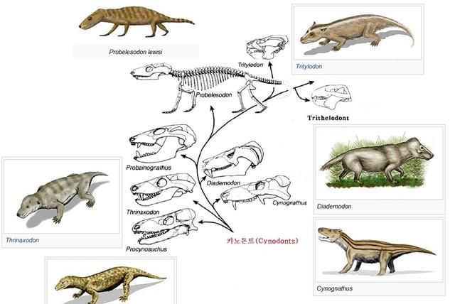 哺乳动物是何时开始出现的(哺乳动物的生殖系统都一样吗)图14