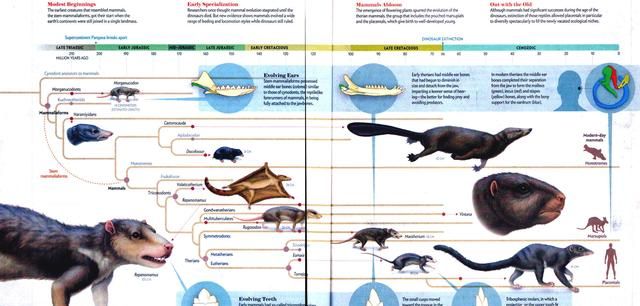 哺乳动物是何时开始出现的(哺乳动物的生殖系统都一样吗)图19