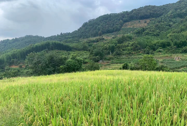 广州从化1天游，徒步溪头古村+打卡吕田水稻梯田