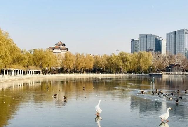去京城这4个宝藏公园欣赏冬日美景，各有特色