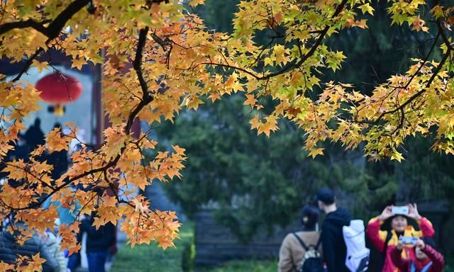 香山公园迎来红叶观赏期，接下来4个周末将是游园高峰，请提前预约