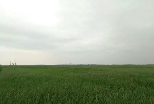 提前进入枯水期的鄱阳湖“变身”成了美丽的大草原，最全游玩攻略看这里→