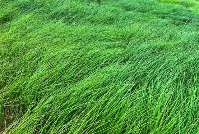 提前进入枯水期的鄱阳湖“变身”成了美丽的大草原，最全游玩攻略看这里→