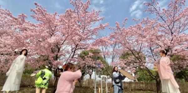 2天10万人涌入，树都不够用！上海顾村公园樱花树几乎都被占领拍照，网友热议