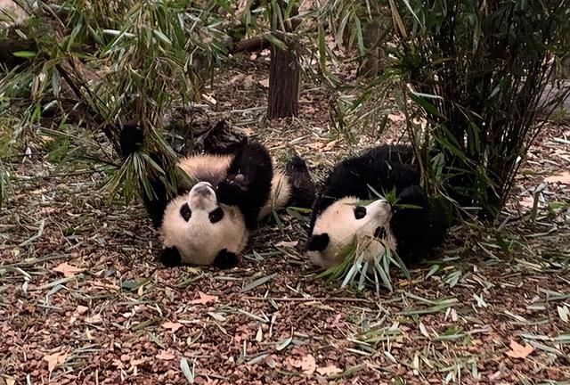 做了一个成都市3天的游玩安排，到成都来感受川渝文化的独特魅力