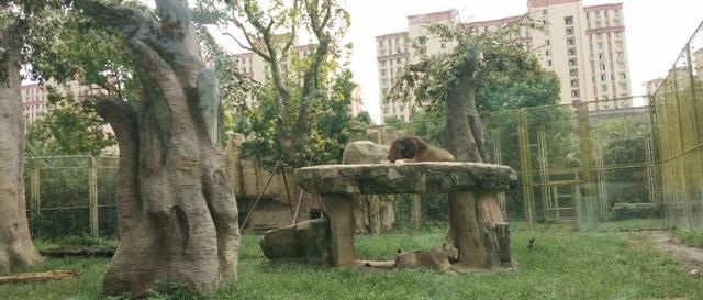 旅游节，上海野生动物园！