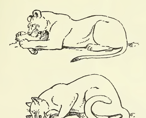 奶猫一直呼噜呼噜的发出声音,猫走到人跟前发出呼噜呼噜的声音图3