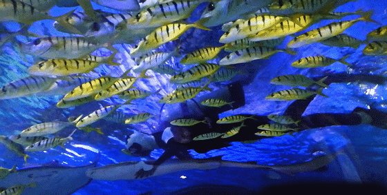 北京老牌水族馆富国海底世界，49.9元1大1小探险蓝色海洋的秘密