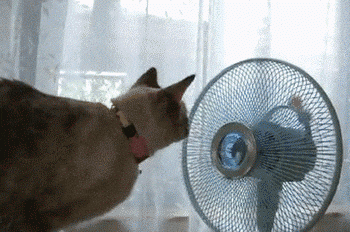 解疑！炎热的夏天，家里的猫咪怕热吗？