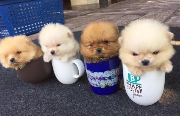 茶杯犬