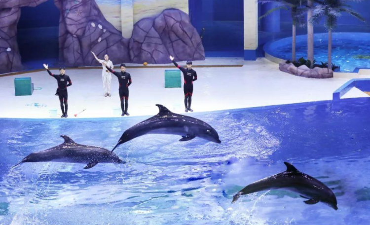 青岛极地海洋世界海豚