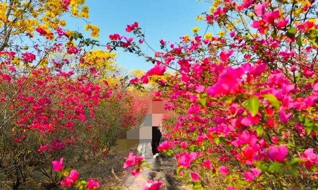 哪里有花海景点(花海景点衢州市)图6