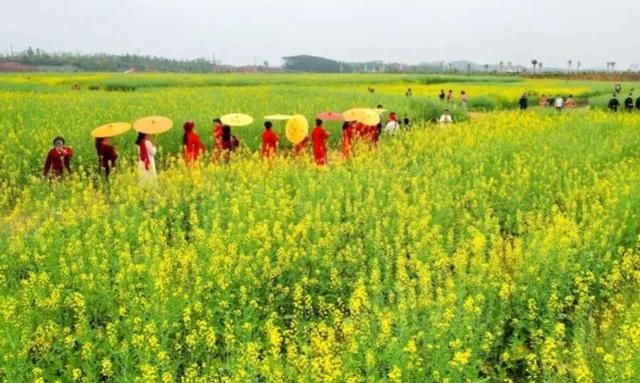 哪里有花海景点(花海景点衢州市)图7