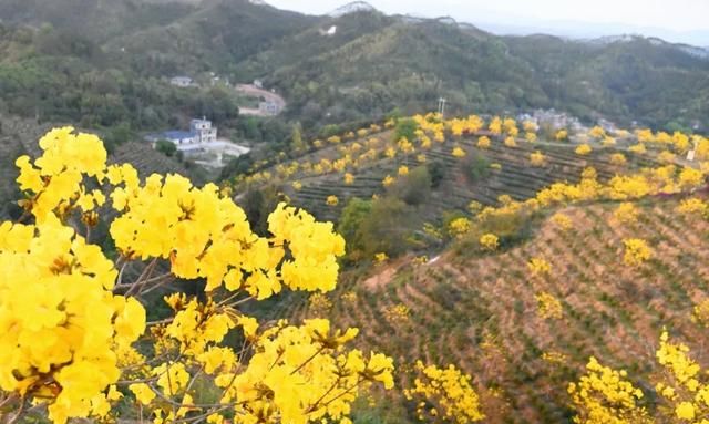 哪里有花海景点(花海景点衢州市)图14