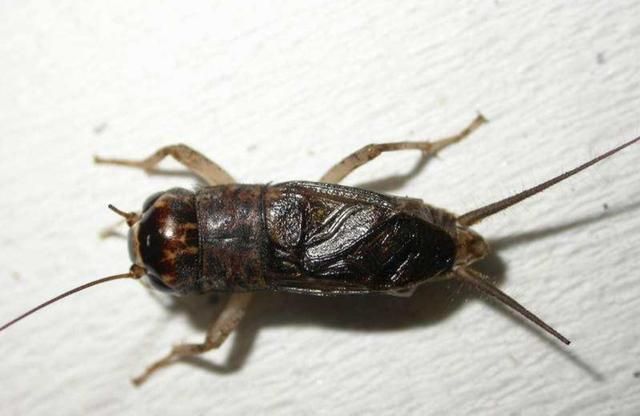 油葫芦蟋蟀可以干什么,雄油葫芦和雌蝇油葫芦哪种会叫图2