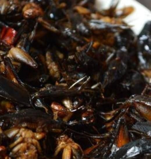 油葫芦蟋蟀可以干什么,雄油葫芦和雌蝇油葫芦哪种会叫图3