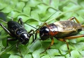 油葫芦蟋蟀可以干什么,雄油葫芦和雌蝇油葫芦哪种会叫图4