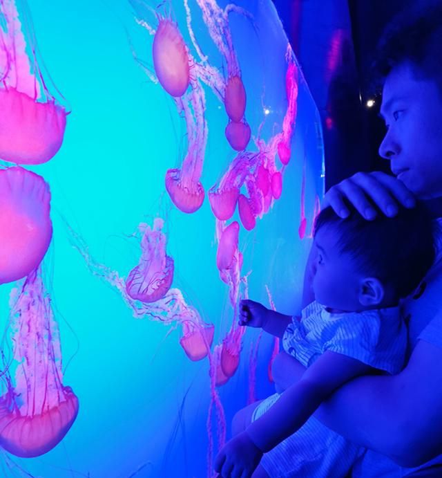 周末南京海底世界果然不能去，为了孩子能看一眼水母，一切都值