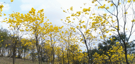 广州出发-东莞1天游，打卡松山湖黄花风铃木+水濂山森林公园