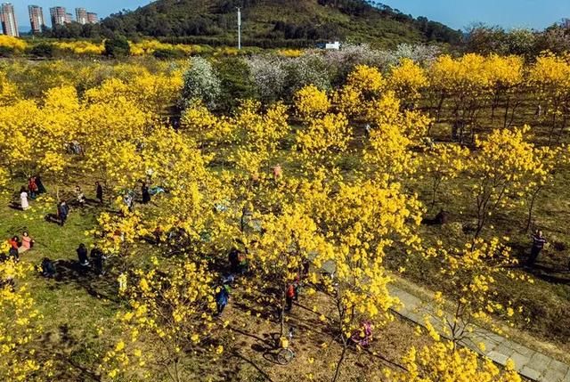 广州出发-东莞1天游，打卡松山湖黄花风铃木+水濂山森林公园