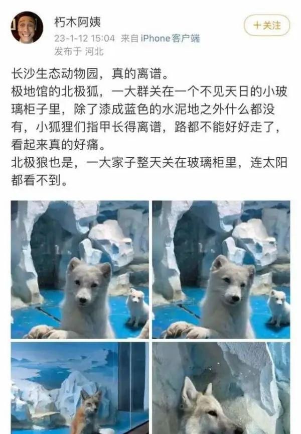 网友反映“极地馆北极狐指甲过长”，长沙动物园回应来了