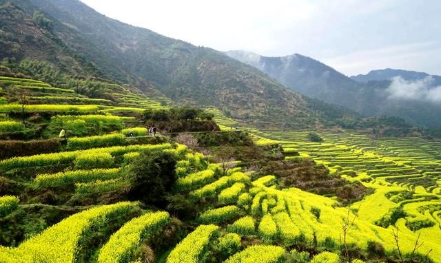 观赏油菜花好时节，婺源旅游攻略