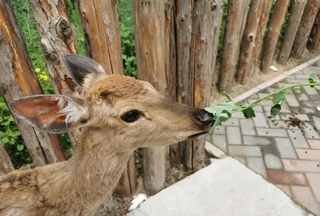北京野生动物园独家攻略来了！喂梅花鹿，“0距离”看狮子老虎，绝佳的遛娃宝地