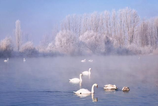 冬日限定童话！国内这6个天鹅湖绝对是冬天值得一去的仙境，收藏